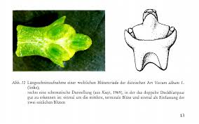 Image result for Viscum subserratum