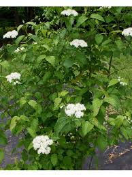 Image result for Clerodendrum abilioi