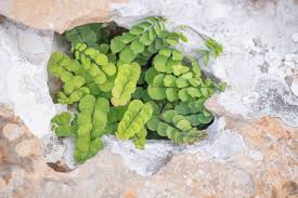 Image result for Actiniopteris semiflabellata