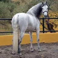Pferde aus spanien pura raza española (pre, p.r.e, andalusier, iberisches pferd) die pferde gehören zu den lange unter dem etwas unscharfen oberbegriff andalusier. Verkaufspferde Aus Andalusien Quinta El Jinete S L