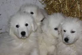 (ankc) and the uk based kennel club. For Sale Great Pyrenees Maremma Puppies For Sale In Neerlandia Alberta Great Pyrenees Top Dog Breeds Livestock Guardian Dog