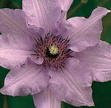 You've come to the right place for clematis! Lgc01668 Pink Climador Clematis
