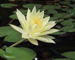 a lovely waterlily rapaura water gardens new zealand www rapaura com a must visit and enjoy the delicious cuisine from t water lilies water garden flowers