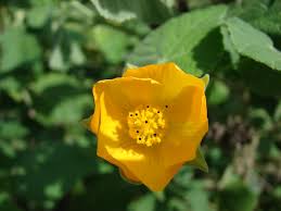 Image result for Abutilon grandiflorum