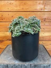 Image result for Cyanotis