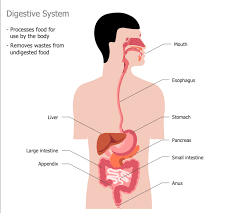 From a broader design perspective, this anatomical subway map draws inspiration from the famous london underground design. Human Anatomy Solution Conceptdraw Com