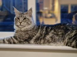 Lou Lou, Tyson, Marley & Dolly