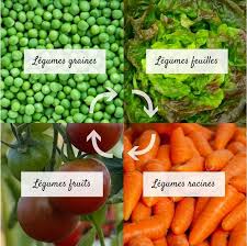 Planifier Son Potager Rotations Et Associations En 5 Etapes Potager Facile Potager Jardins