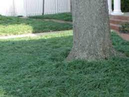 Image Result For Dwarf Mondo Grass Mondo Grass Dwarf Mondo Grass Monkey Grass