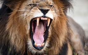 Of course, they are just scavengers but they also need strong jaws to get to the marrow the strong bite force of nile crocodile is to ensure that the prey cannot escape through the grip. The Strongest Jaws Of Mammals Top 10 Dinoanimals Com
