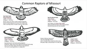 Birds of prey or raptors are meat eating birds that use their strong feet, talons and hooked beaks to catch and kill their prey. Raptors Of Missouri Missouri S Natural Heritage Washington University In St Louis