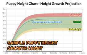 Entdecke rezepte, einrichtungsideen, stilinterpretationen und andere ideen zum ausprobieren. Puppy Height Calculator 2021 Estimate Your Puppy S Adult Height The Goody Pet