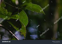 Image result for Monimiaceae