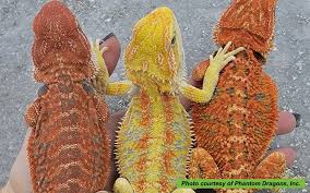 Image result for Dragon SY-252