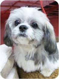 Family raised, most colors, beautiful coats and markings. Detroit Mi Shih Tzu Meet Sherlock Pending A Pet For Adoption