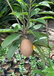 Image result for Manilkara zapota