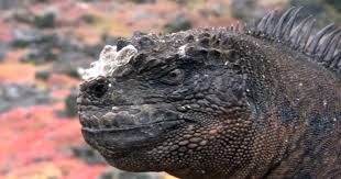 Image result for Isoglossa vulcanicola