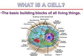 All living things, including the cells that make up a human body are comprised of a small subset of different biomolecules. The Basic Building Blocks Of All Living Things Ppt Download