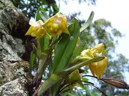 Image result for Polystachya campyloglossa