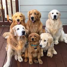 Golden retriever puppies are adorable, playful and smart. Your Dogs Reaction While Moved From Nyc To Ca Dogs Golden Retriever Golden Retriever Retriever