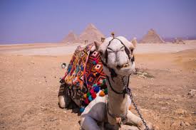 How the ancient egyptians did this is not fully clear. Pyramids Of Giza Egypt Why You Need To Visit Now A Little Nomad