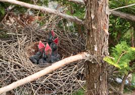 カラス の ひな