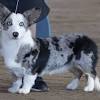 Cowboy corgis are a cross between an australian cattle dog/heeler and a pembroke corgi or cardigan corgi. Https Encrypted Tbn0 Gstatic Com Images Q Tbn And9gcqqxogvnhvznvfx Rwkznpnvvueyw2tepbec1yjtcyo0fut0dmu Usqp Cau