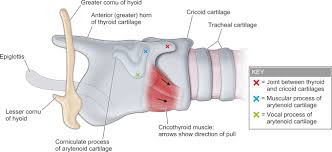 Image result for Hyoid Bone