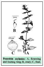 Image result for Pouzolzia parasitica