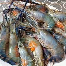 Tips Jitu Memancing Udang Dengan 8 Rekomendasi Alat Pancing Udang Galah Yang Oke