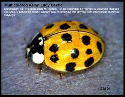 Predators of ladybugs include birds, rodents, reptiles, and insects. Bulletin 7150 Beneficial Insects And Spiders In Your Maine Backyard Cooperative Extension Publications University Of Maine Cooperative Extension