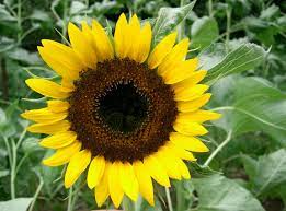 Helianthus Description Helianthus Annuus Rare Flowers Flower Seeds Black Oil Sunflower Seeds