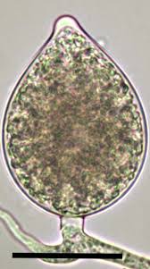 Image result for Heteromorpha sp. agg.