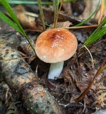 Image result for Russula sp