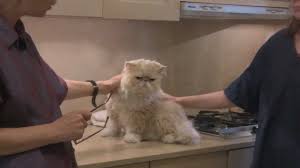 Includes new soft cat carrier. Persian Cat Grooming With The Pet Maven Youtube
