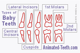 baby teeth types ages for deciduous tooth eruption and