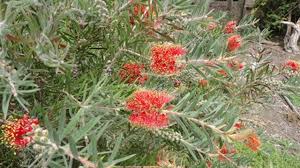 Image result for Callistemon