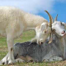 Goats Show Us Love 2015 Is The Year Of The Goats May It Be A Good Year For Us Animals Animals Beautiful Animals Friends