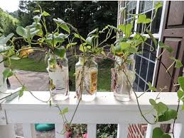 Mar 29, 2019 · cultivating slips download article 1. How To Plant Sweet Potatoes Lady Lee S Home