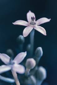 Image result for Pentanisia prunelloides