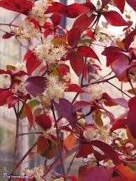 Image result for Eugenia