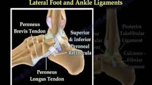 The anterior talofibular ligament (atfl), which connects the front of the talus bone to a long bone in the lower leg called the fibula the calcaneofibular ligament (cfl), which connects the calcaneus, or heel bone, to the fibula Anatomy And Injuries Of The Lateral Ankle Everything You Need To Know Dr Nabil Ebraheim Youtube