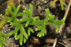 Image result for Lycopodiella cernua