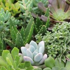 This red and blue led grow light. How To Grow Succulents In Artificial Light Needles Leaves