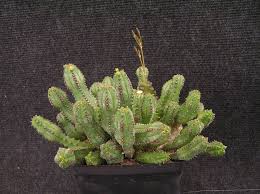 Image result for Euphorbia baylissii