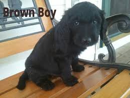 1 f1b golden doodle female 1 f2 golden doodle i provide a 2 year health guarantee for each puppy, a bill of sale Goldendoodle Puppies For Sale In Byron Center Michigan Classified Americanlisted Com