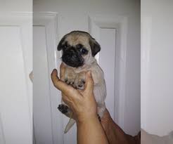 Maybe you would like to learn more about one of these? View Ad Pug Litter Of Puppies For Sale Near Texas Victoria Usa Adn 223273