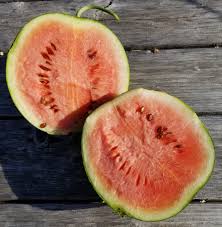 Here are two varieties of watermelons that will work for you! Melon Sugar Baby Watermelon 3339 Cochrane Family Farm