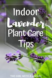 Indoor Lavender Plant Care Indoor Lavender Plant Lavender Plant Care Lavender Plant