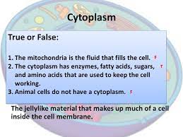 Maybe you would like to learn more about one of these? What Part Of A Cell Holds Water Which Of The Following Plant Cells Has Strong Turgor Pressure How Does Turgor Pressure Affect A Plant Intro Ppt Download